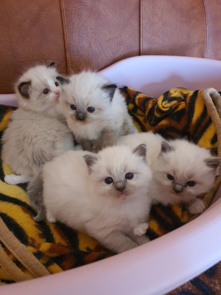 Ragdoll cu pedigree