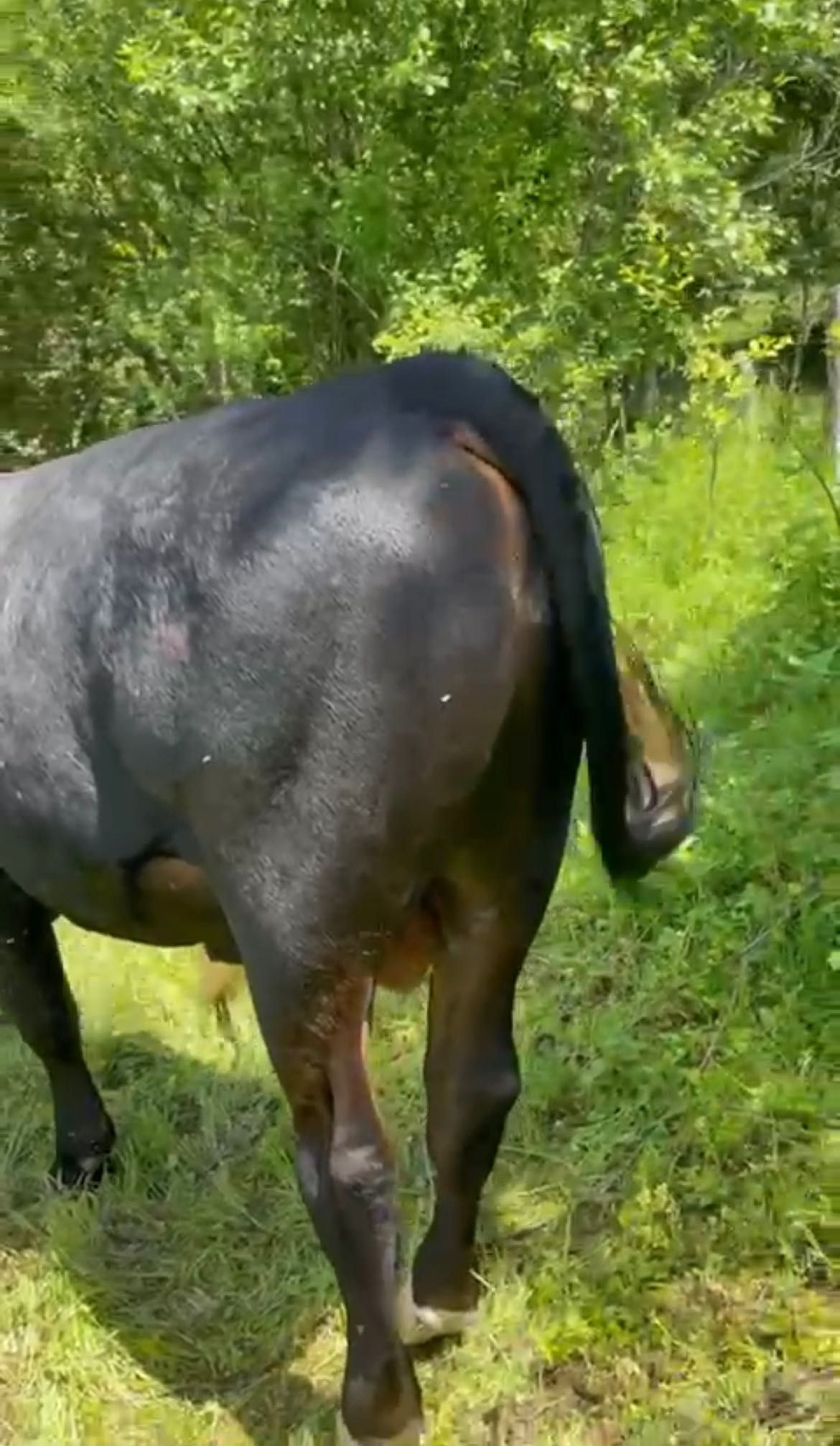 Vând viței, foarte bine îngrijiți