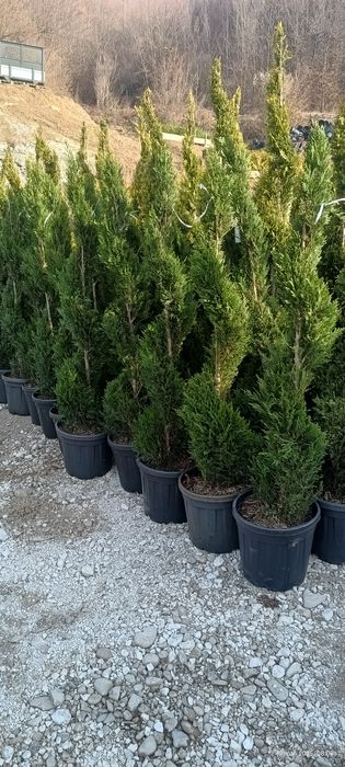 Vând plante ornamentale