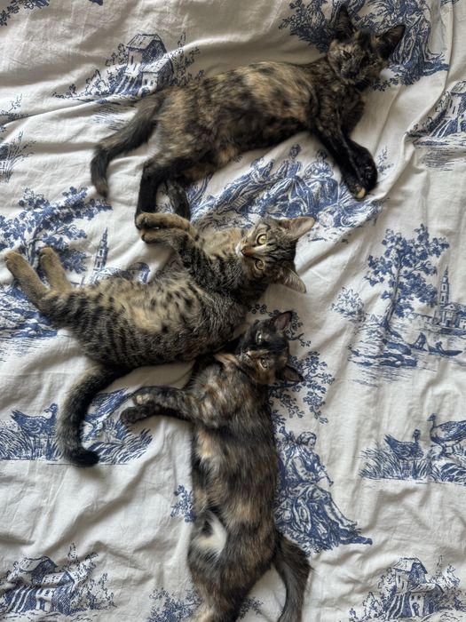 Отдат котят в хорошие руки