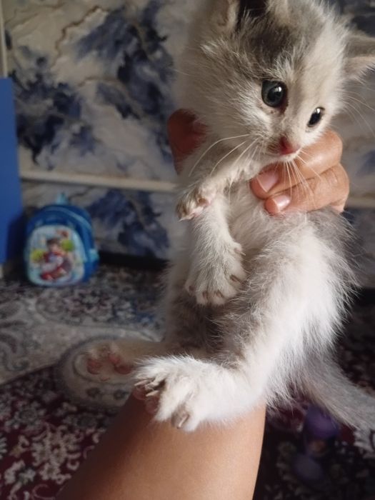 1 oylik mushuklar onasini moshin bosibdi