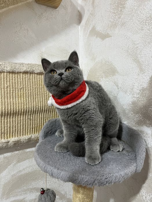 British shorthair blue baietel 5 luni