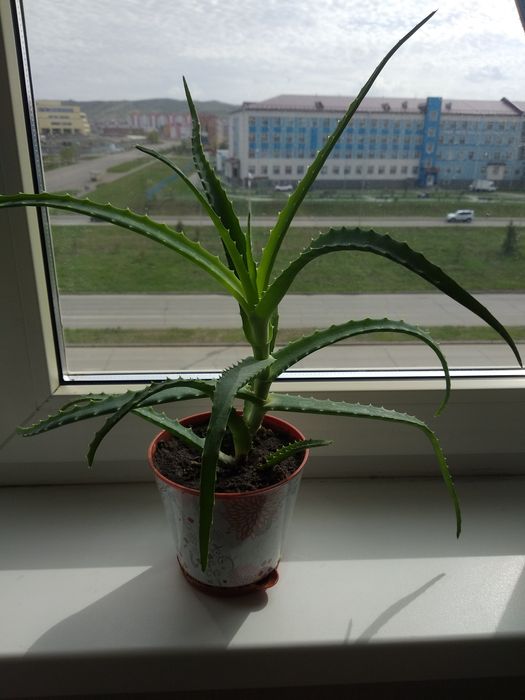 Комнатные растения