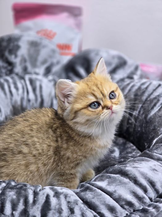 Котик и кошечка британские