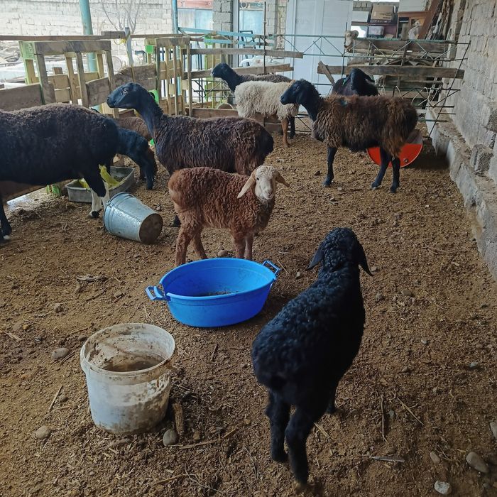 Куй ку́й она куй ва она бола куйлар парода хусори зоддор