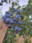 Prune si tuica din livada proprie
