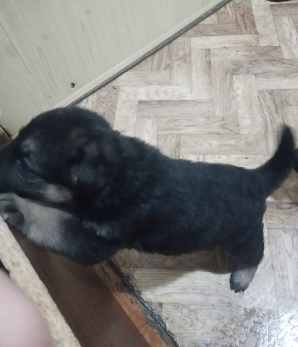 Щенки немецкой овчарки