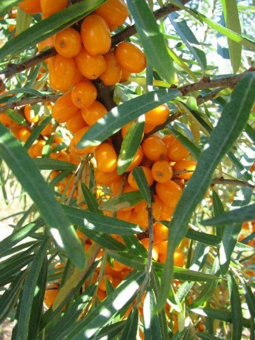 Arbusti Fructiferi (Catina Femela )