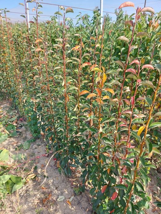 pomi fructiferi 8 ron bucata