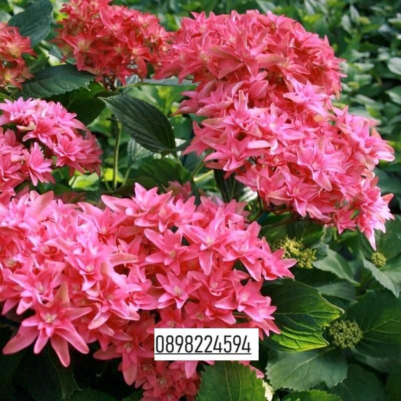 Хортензия Принцеса Даяна - Hydrangea princess Diana