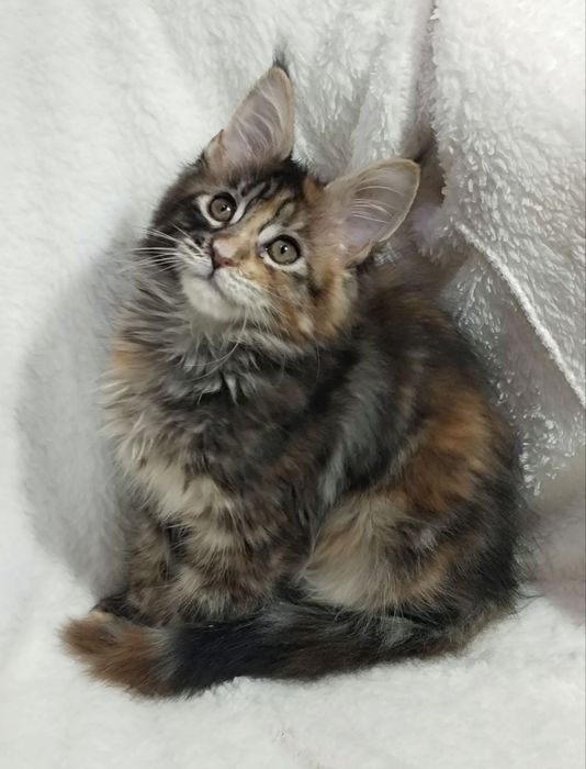 Продаются котята мейн куны