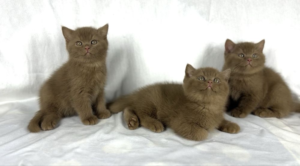 Британская короткошёрстная Котёнок окрас циннамон,