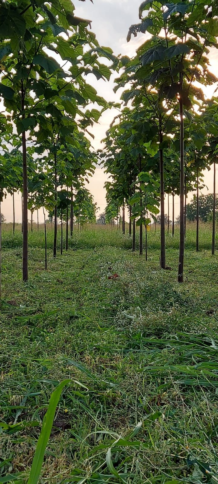 paulownia cotevisa 2 și shantong 4