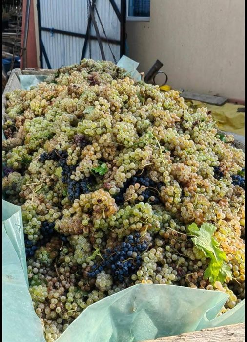 Vând struguri de Vin
