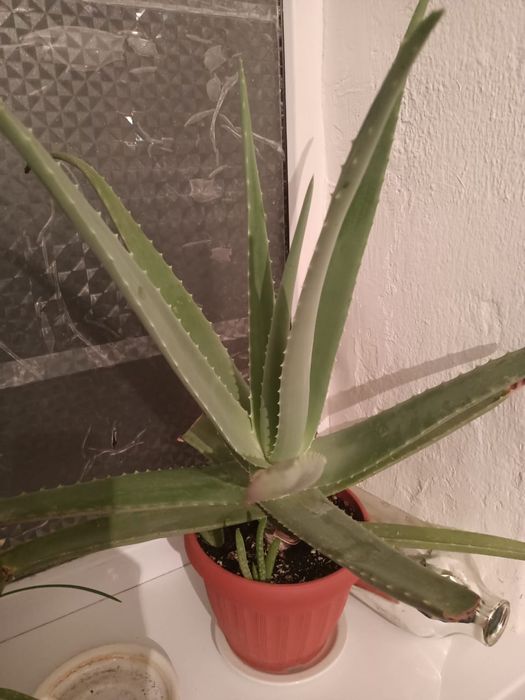 Алое цветок лечебный