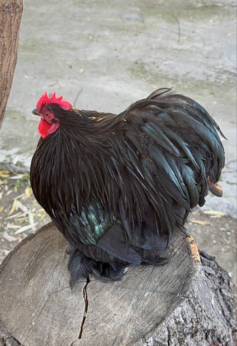 Familie Cochinchina Pitic negru/negru-bobat