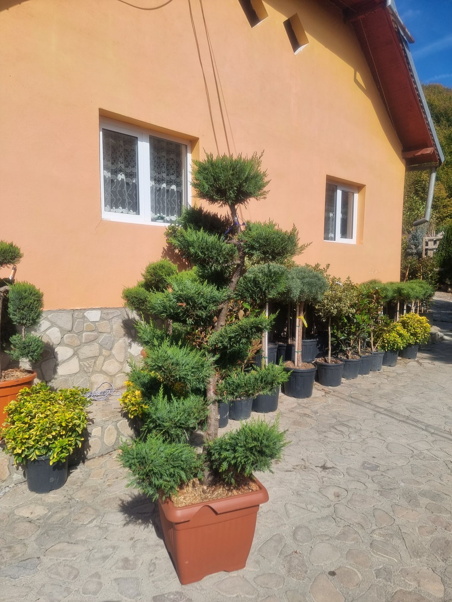 Pompon bonsai leylandi