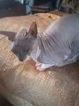 Дән кий сфинкс кот Обмен