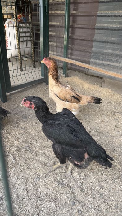 Шамо Корея хорози