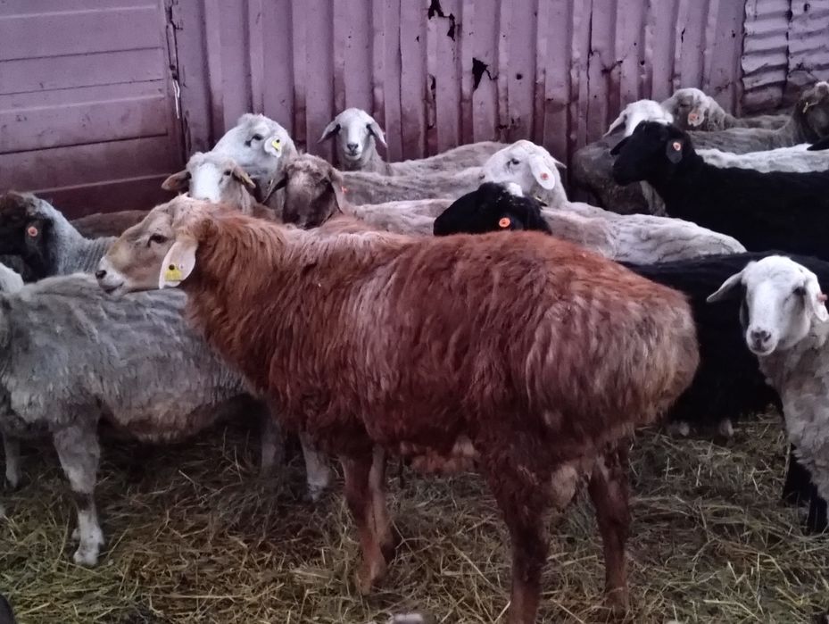 Продам кошкара, барана, кой