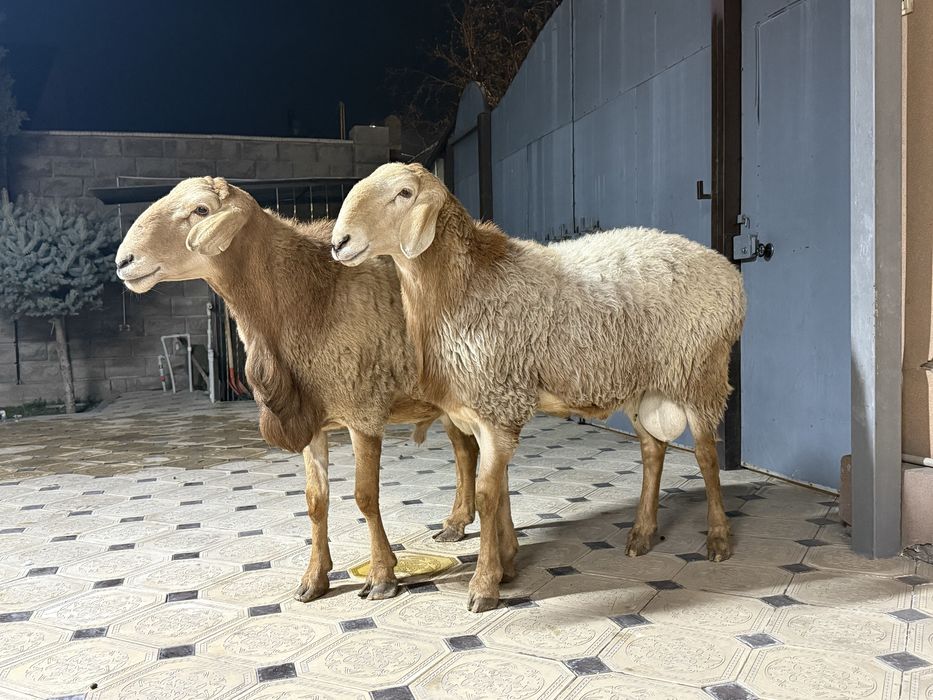 Продам кошкаров Арашан