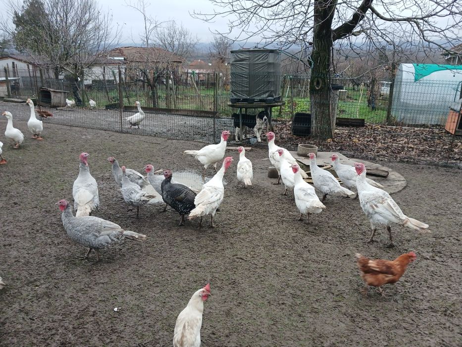 Пуйки,  свободно отглеждани