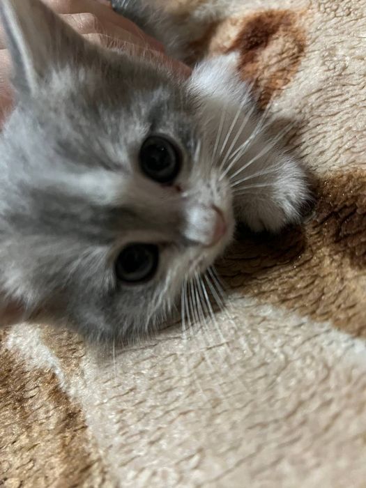 Мушуклар сотилади