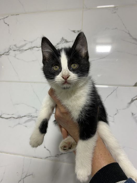 Продаются котята