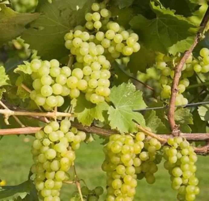 Butasi vita de vie  pomi fructiferi columnari 50+25 gratis