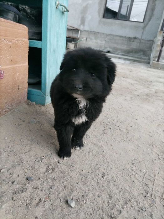 Щенок бесплатно .