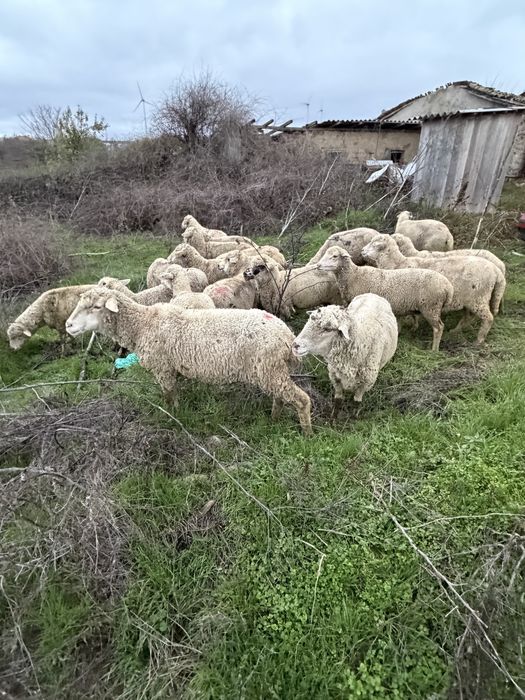 Oi gestante de vanzare