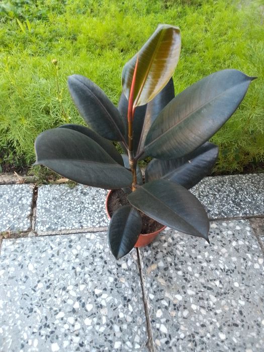 Продам Фикус мол