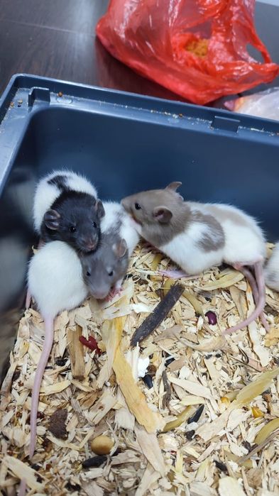 Продам крысок 1 месяц