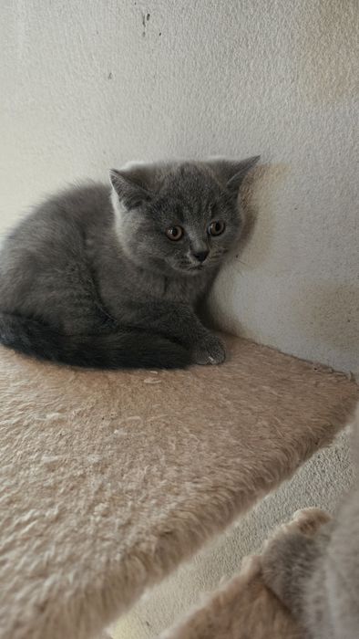 British shorthair blue