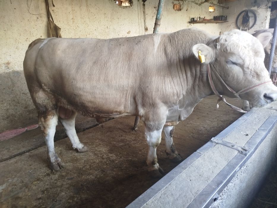 Ассаламу алейкум букалар сотилади Порода Авликол ,Сементал