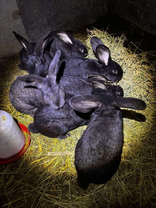 Iepuri urias german UG