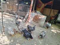 Vind gaini  cocoși wiadote la 150 buc