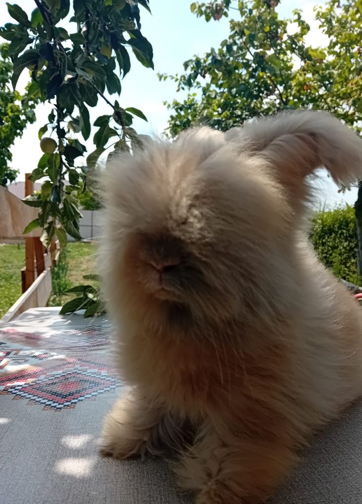 Iepurasi Angora Englezeasca