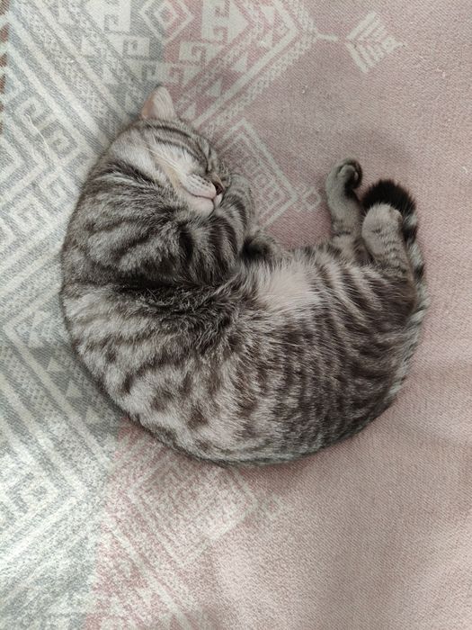 Продается умный кот