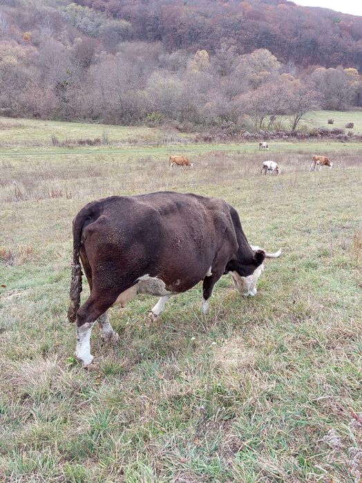 Vând vaca și două juninci