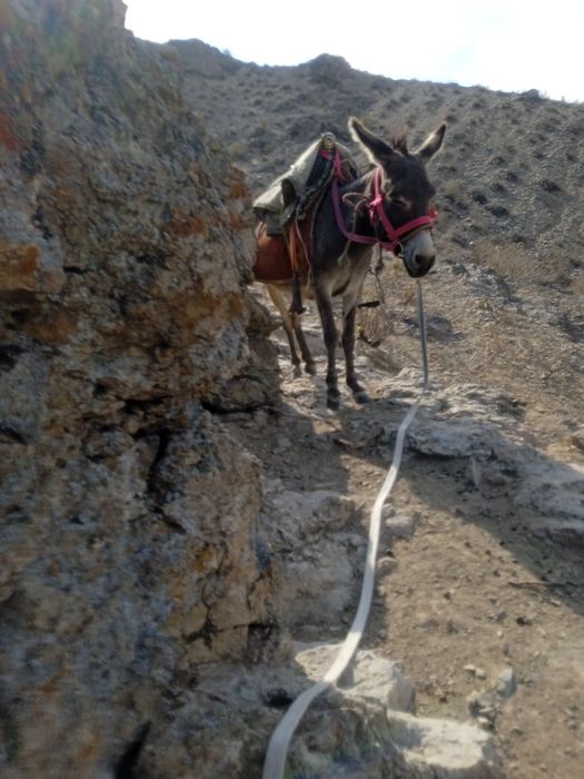 Есек сатылады бағасы 20мың