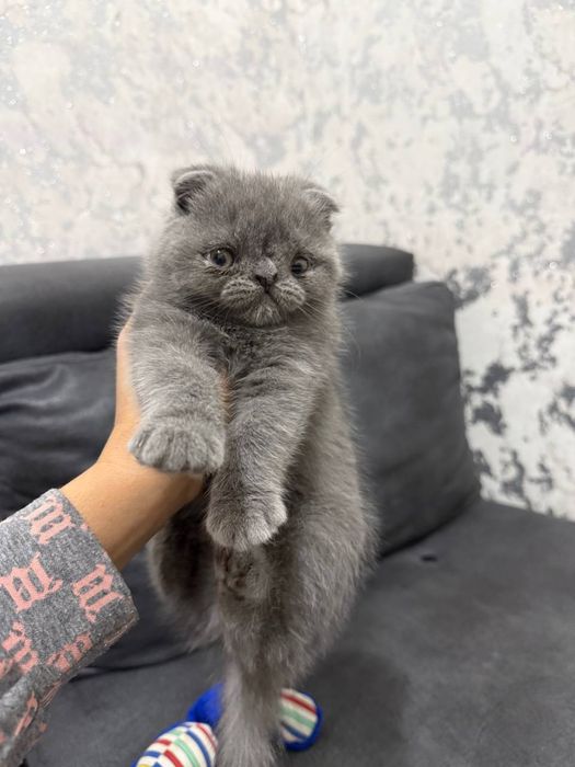 mushukchala sotiladiii!!!