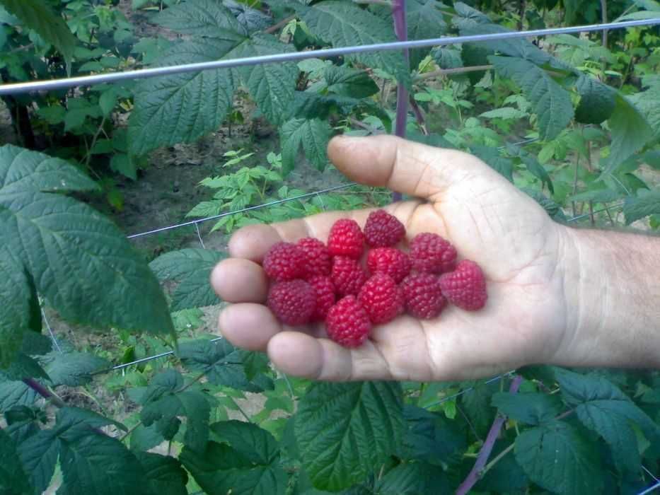 Zmeura, drajoni , puieti cu radacina bogata