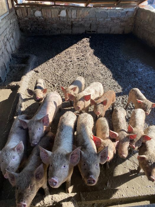 Продават се прасенца