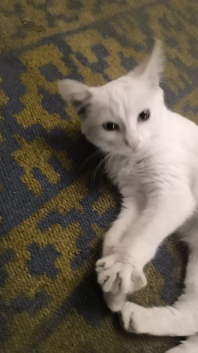 Котик в добрые руки