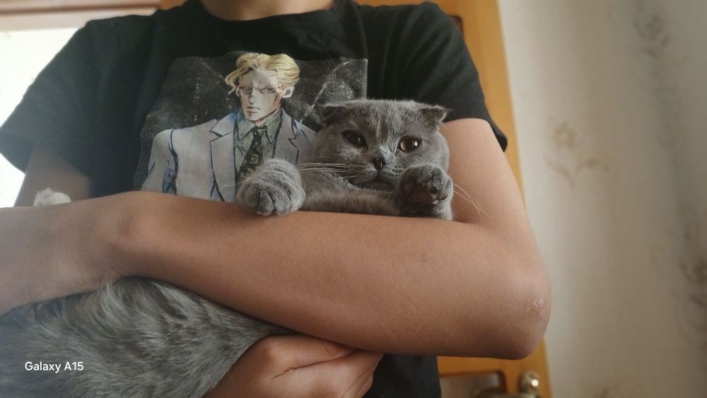 Кошка очень добрая парода шотландский фолд висалухой британские