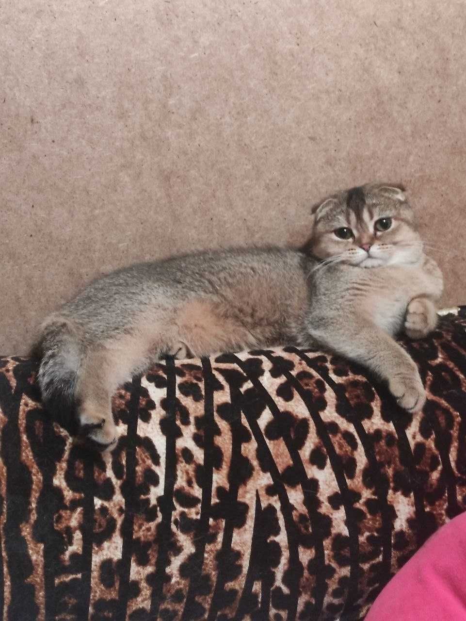 Продается кошка, золотая шиншилла