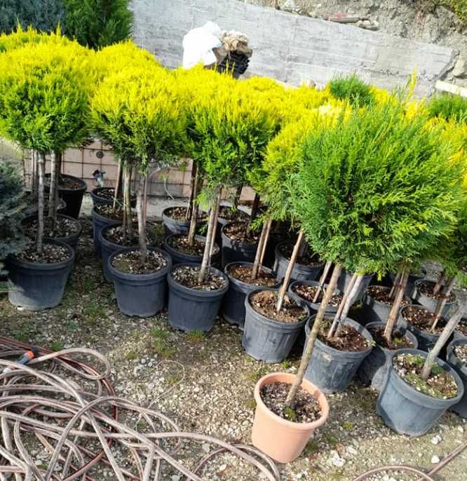 Plante ornamentale de efect pentru grădini impresionante