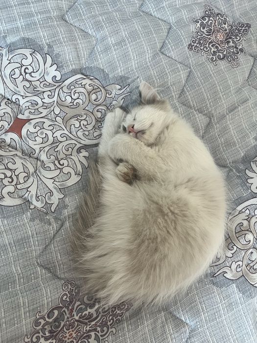 Продоётся кошка.