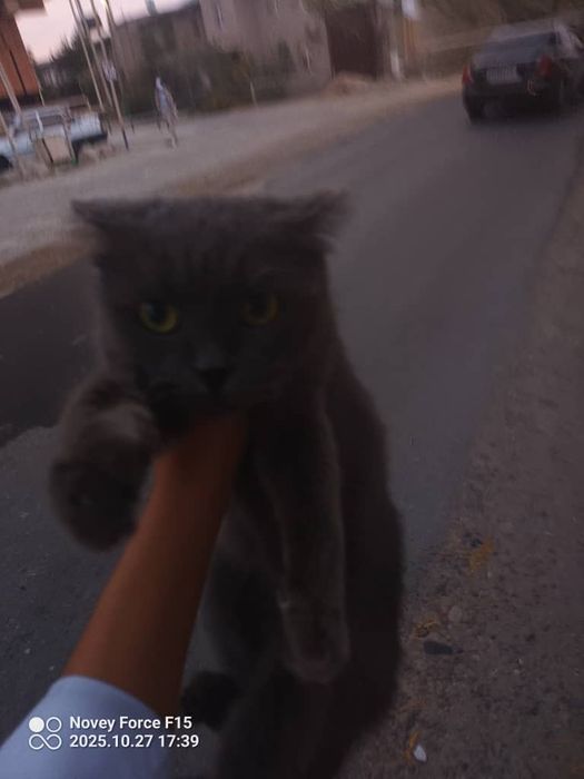 Mushuk British Shorthair